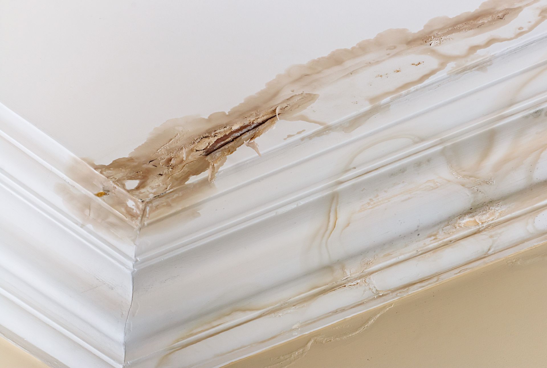 Water damage on a white ceiling and crown molding, with brown discoloration and visible structural damage in a corner.