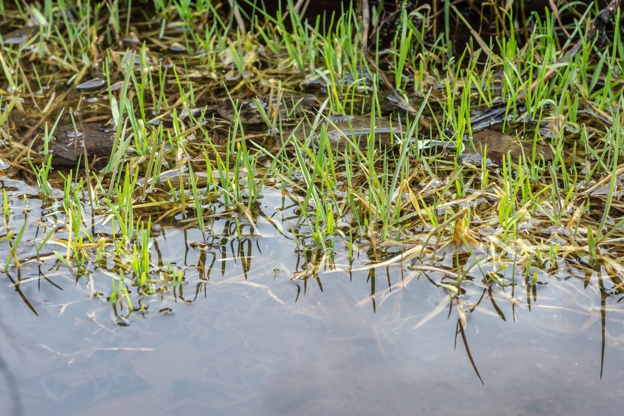 Grassy shoreline partially submerged in water, with new green shoots emerging. Reflective water surface.
