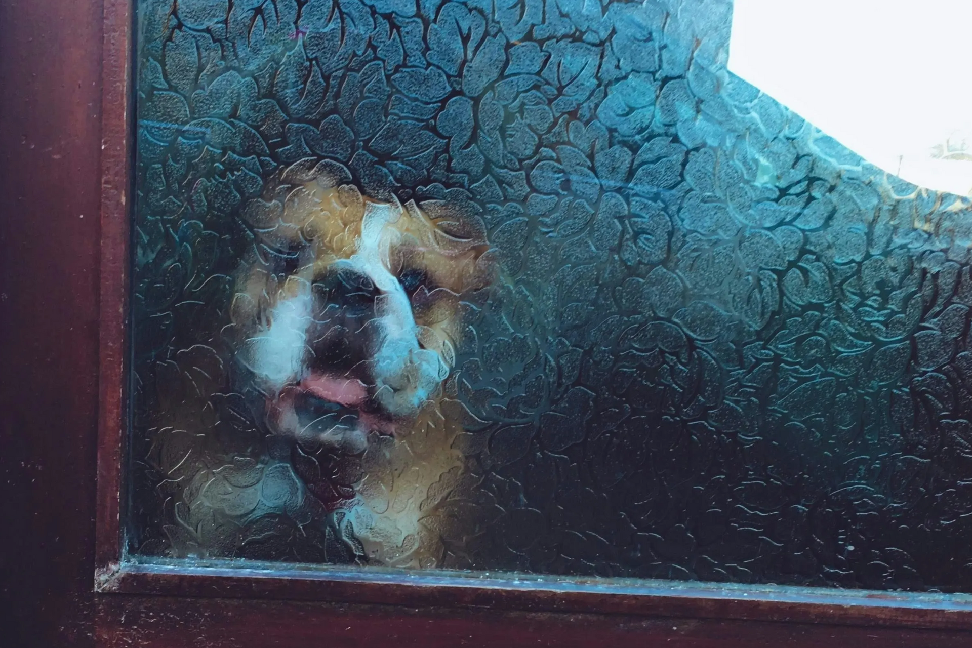 Dog seen through frosted glass window, nose pressed close, with a blue sky above.