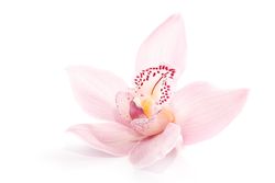 Orchidee