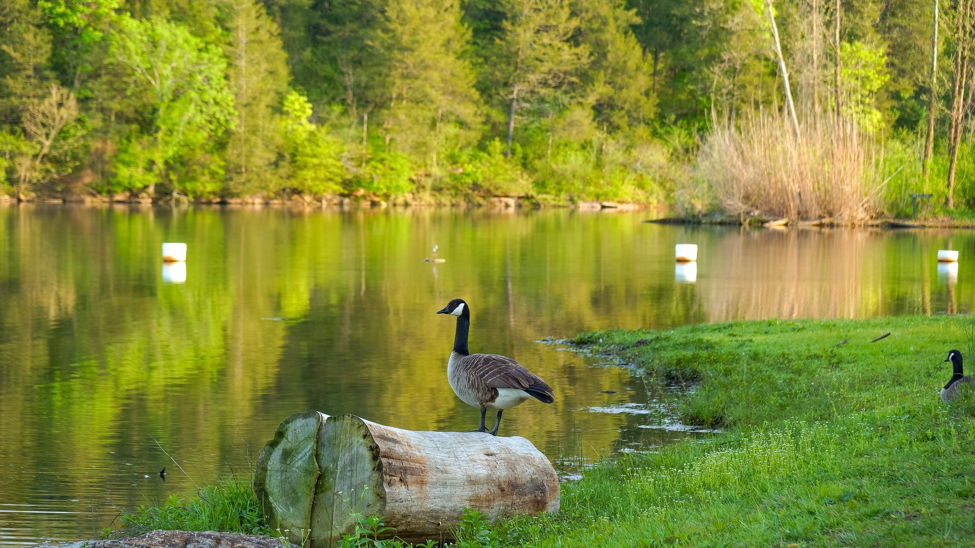 Duck standing on grass by a calm pond with trees reflected in the water