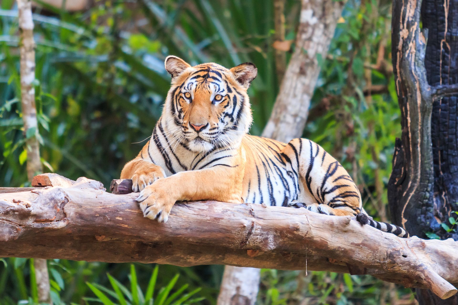 Tiger resting on a large tree branch in a lush green setting