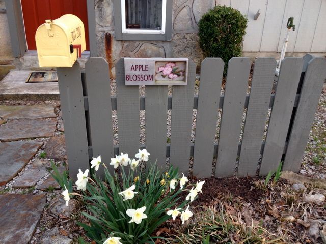 Gray picket gate with yellow mailbox and blooming white daffodils labeled “Apple Blossom”
