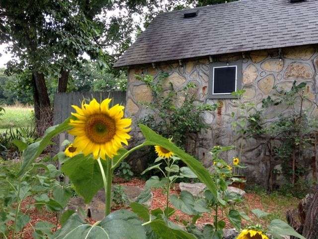 Sunflower in front of a rustic stone cottage with a shingled roof and garden greenery
