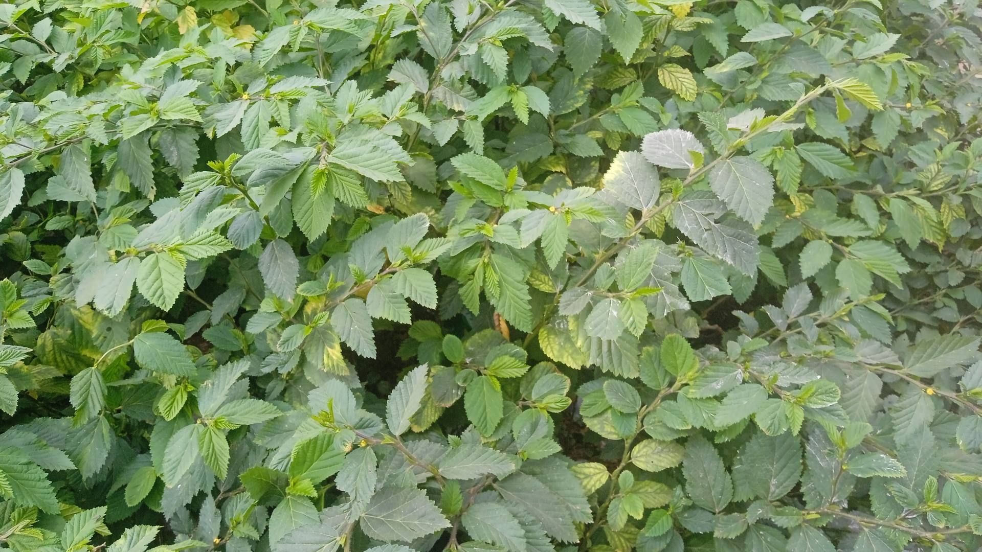 Dense green leaves on a leafy bush
