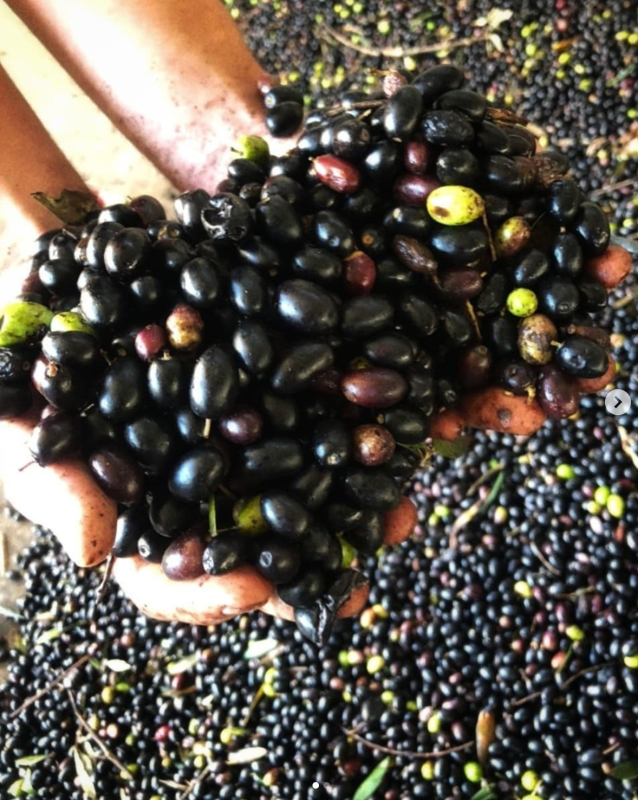 Mani giunte a coppa, che tengono un mucchio di olive mature e scure. Le olive si riversano su una superficie ricoperta da altre olive.