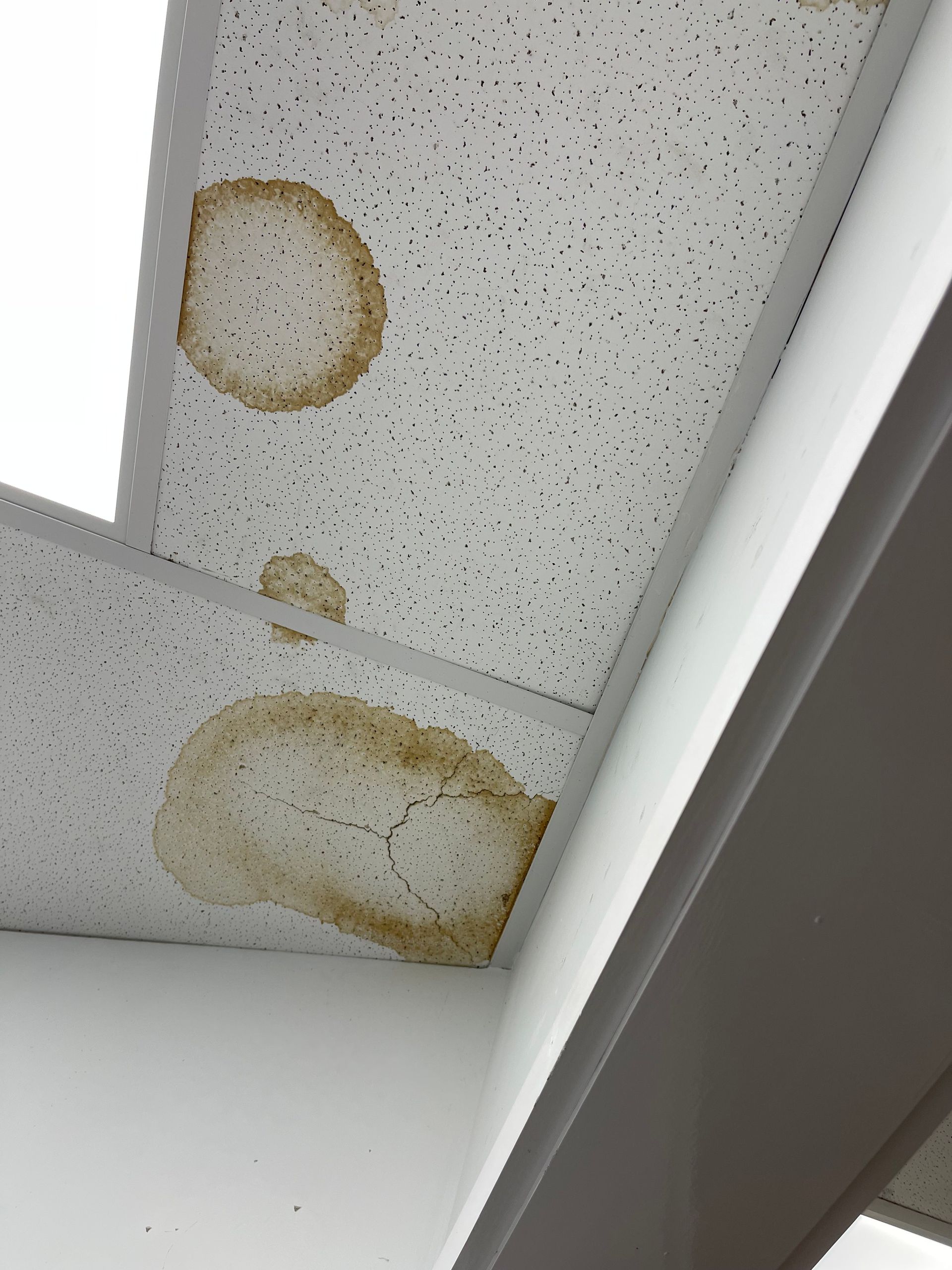 Water stains on a speckled ceiling tile near a corner.