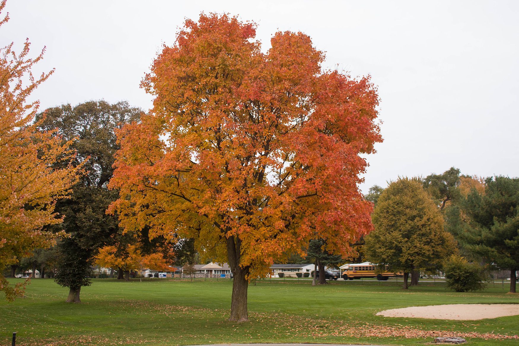 Red foliaged tree in front of taller evergreens.