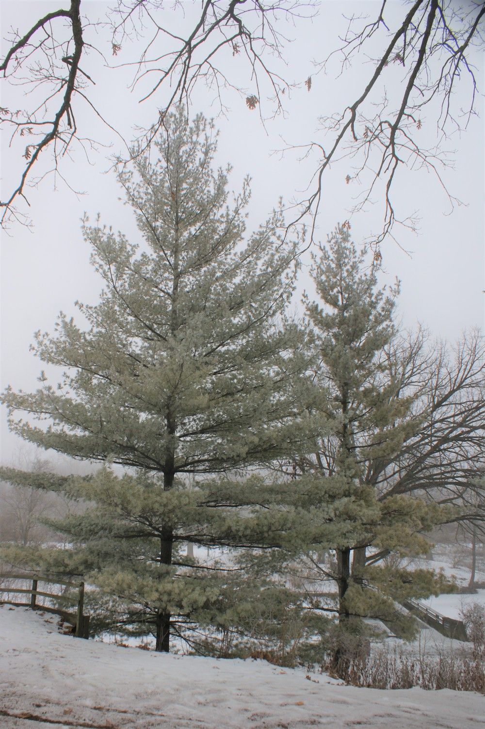 Mature Sycamore tree
