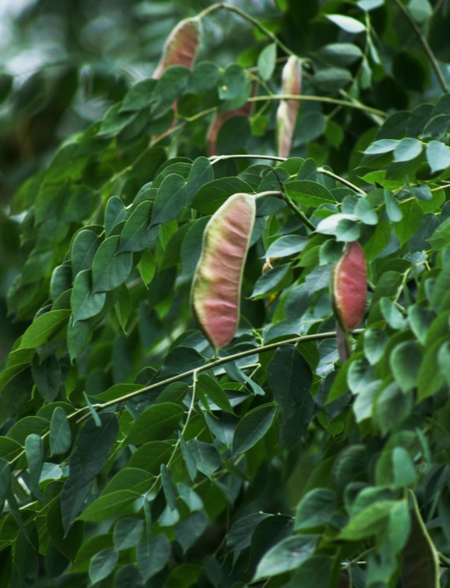 Leaf and acorn of Swamp White Oak tree