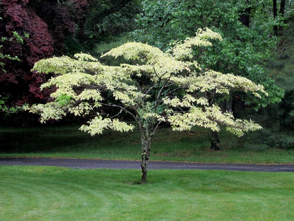 Mature Sycamore tree