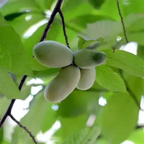 Wideshot of Chinquapin Oak tree