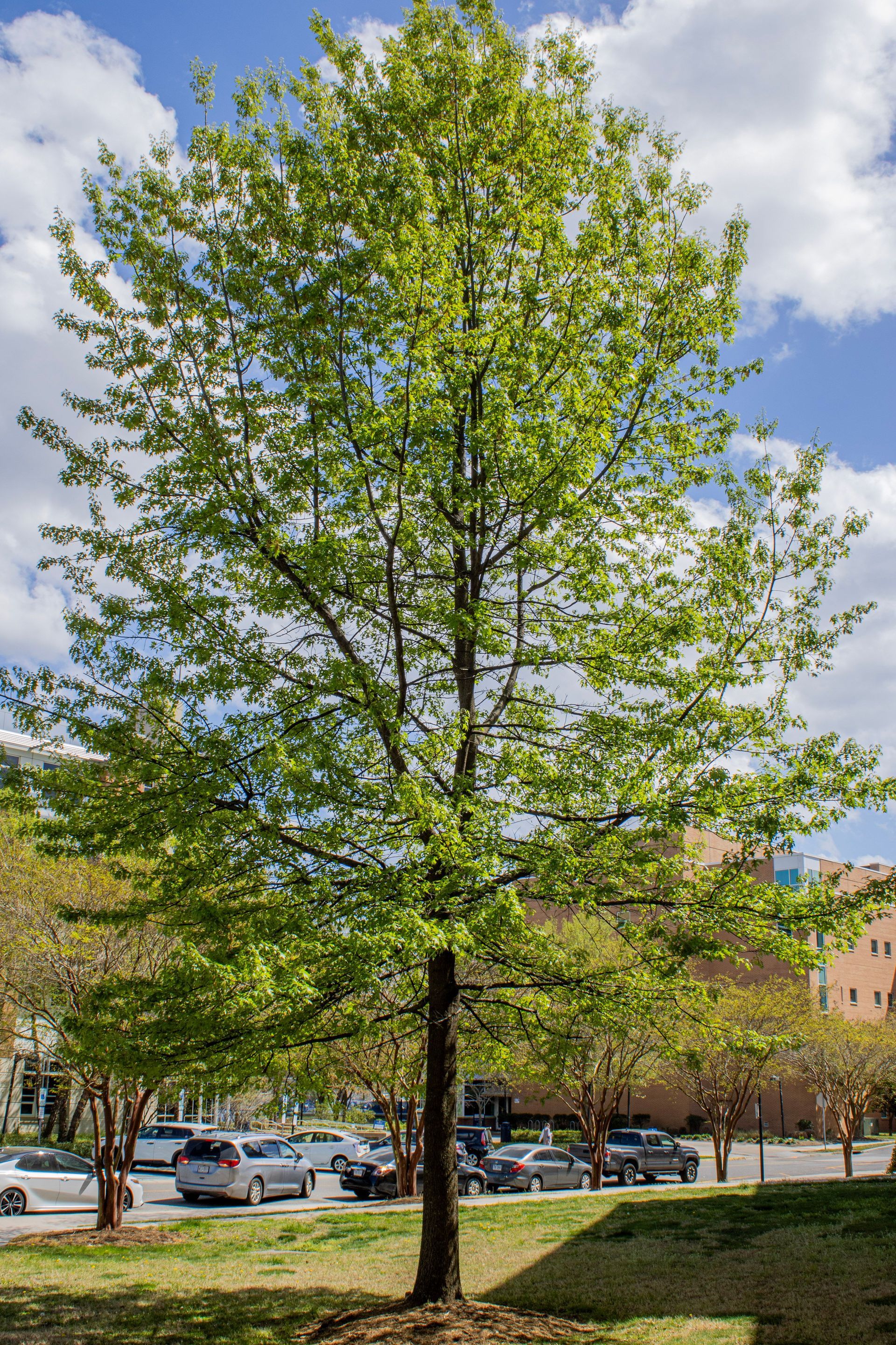 Mature Sycamore tree
