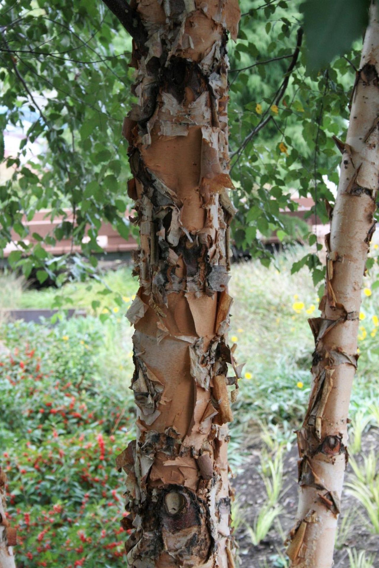 Close up of flowering Ironwood tree.