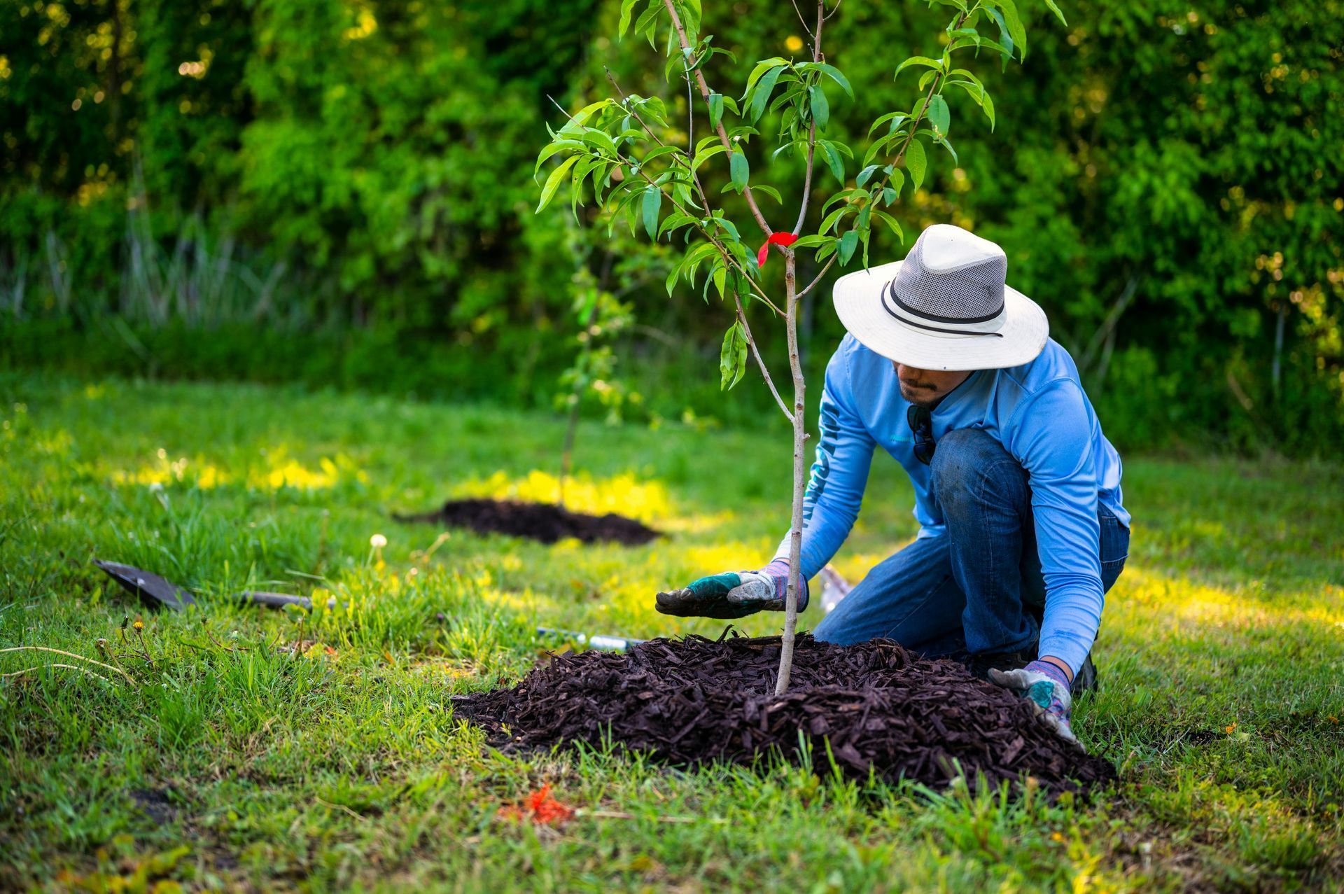 A woman is kneeling down to plant a tree in a yard.