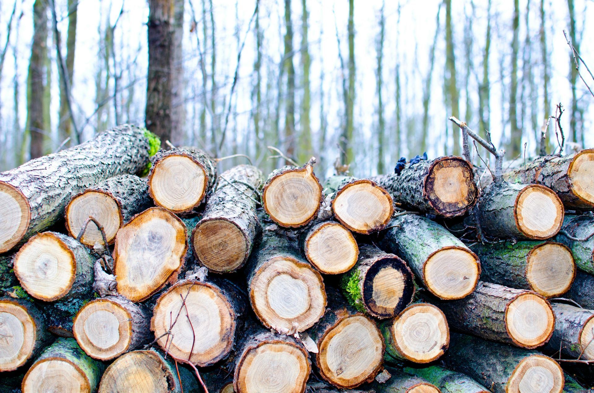 A pile of logs stacked on top of each other in a forest.