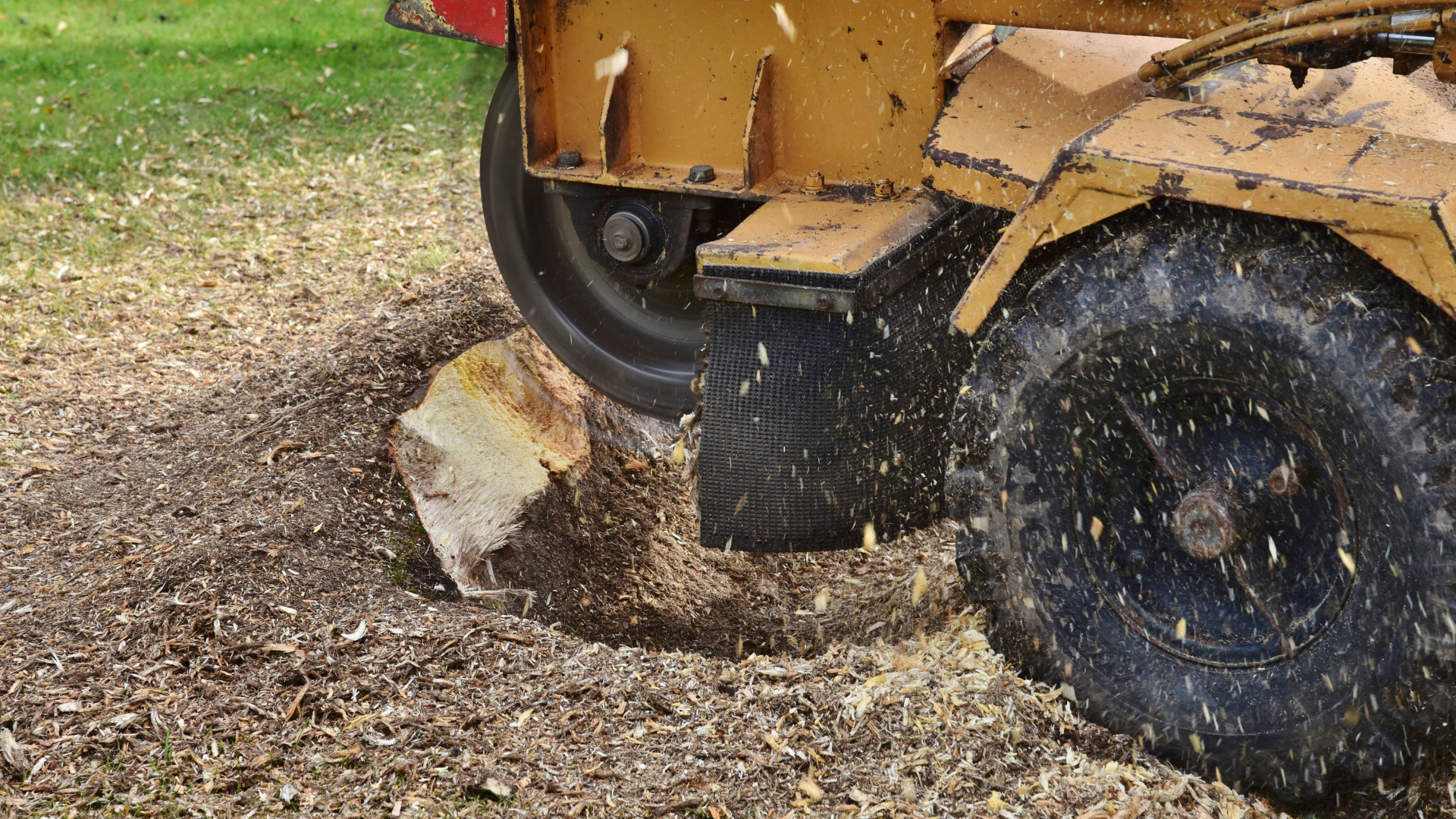 A tractor is stump grinding a tree stump in a yard.