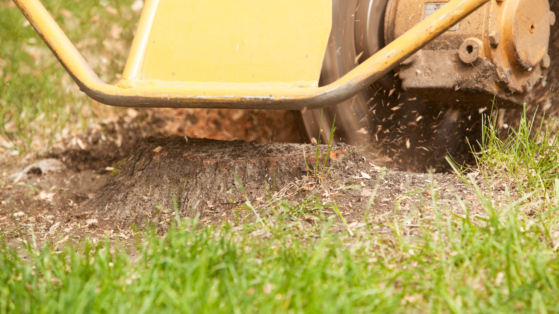 A stump grinder is cutting a tree stump in the ground.