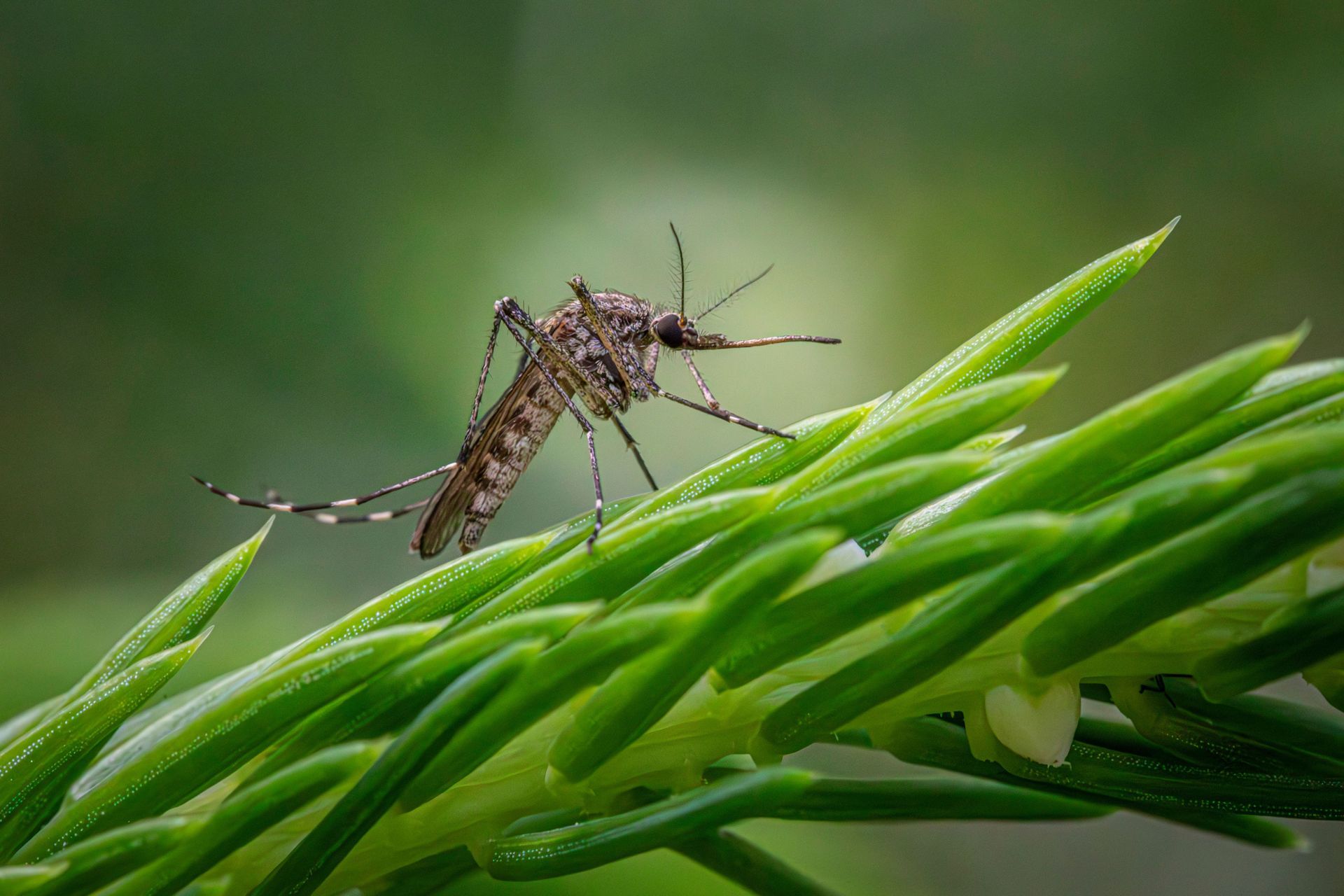 Mosquito perched on a green leaf with a blurred green background