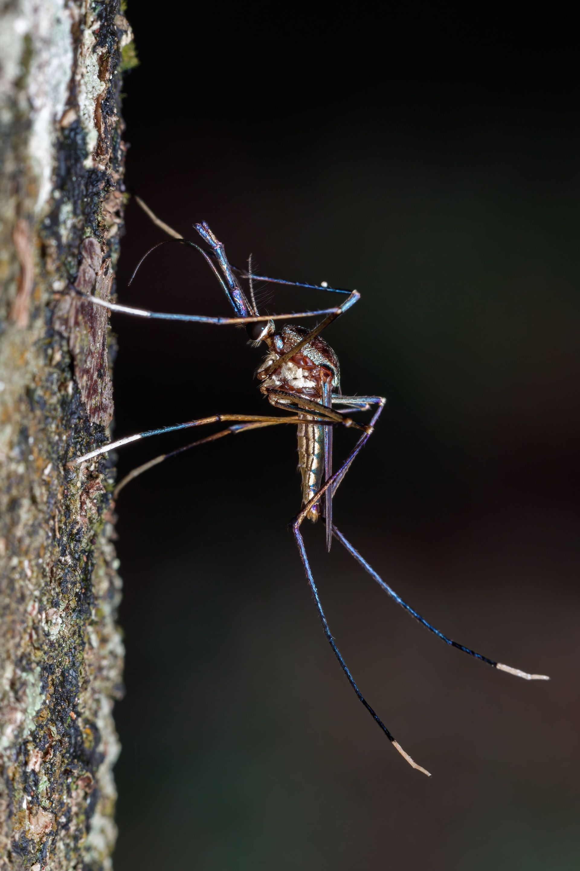 Long-legged spider clinging to a tree trunk against a dark background