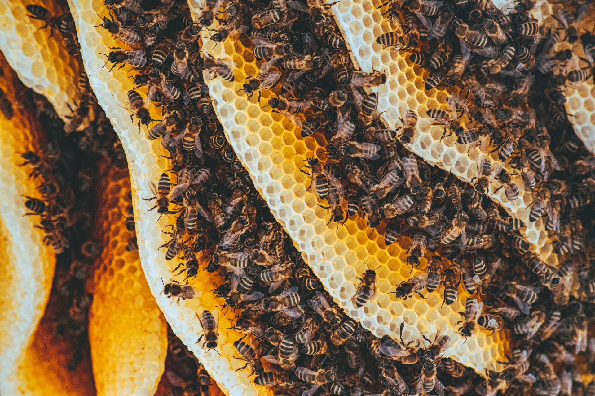 Honeybees clustered on a golden honeycomb close-up