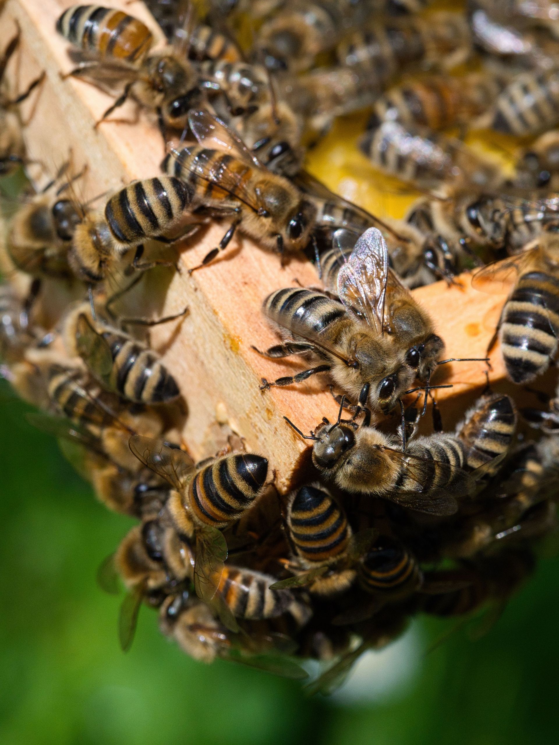 Honeybees clustered on a wooden hive frame, some crawling over the comb.