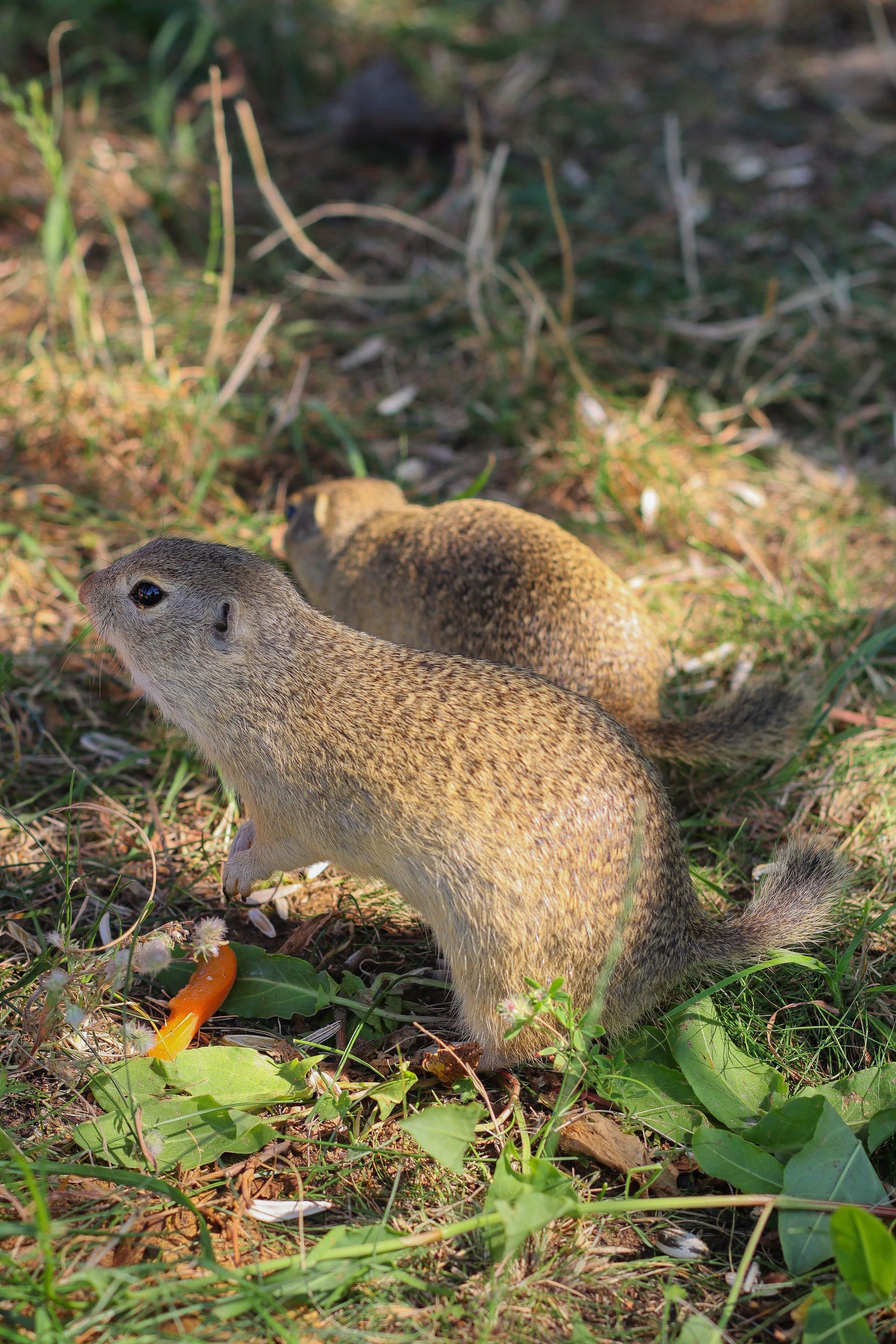 Two ground squirrels standing on grass and dirt in sunlight, one in the foreground and one behind it