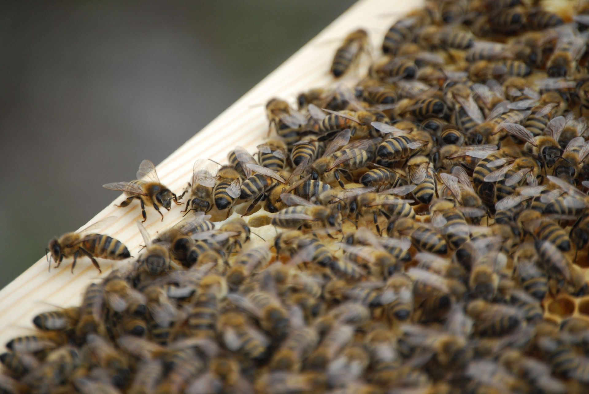 Bees swarming on a wooden hive frame, clustered around honeycomb cells