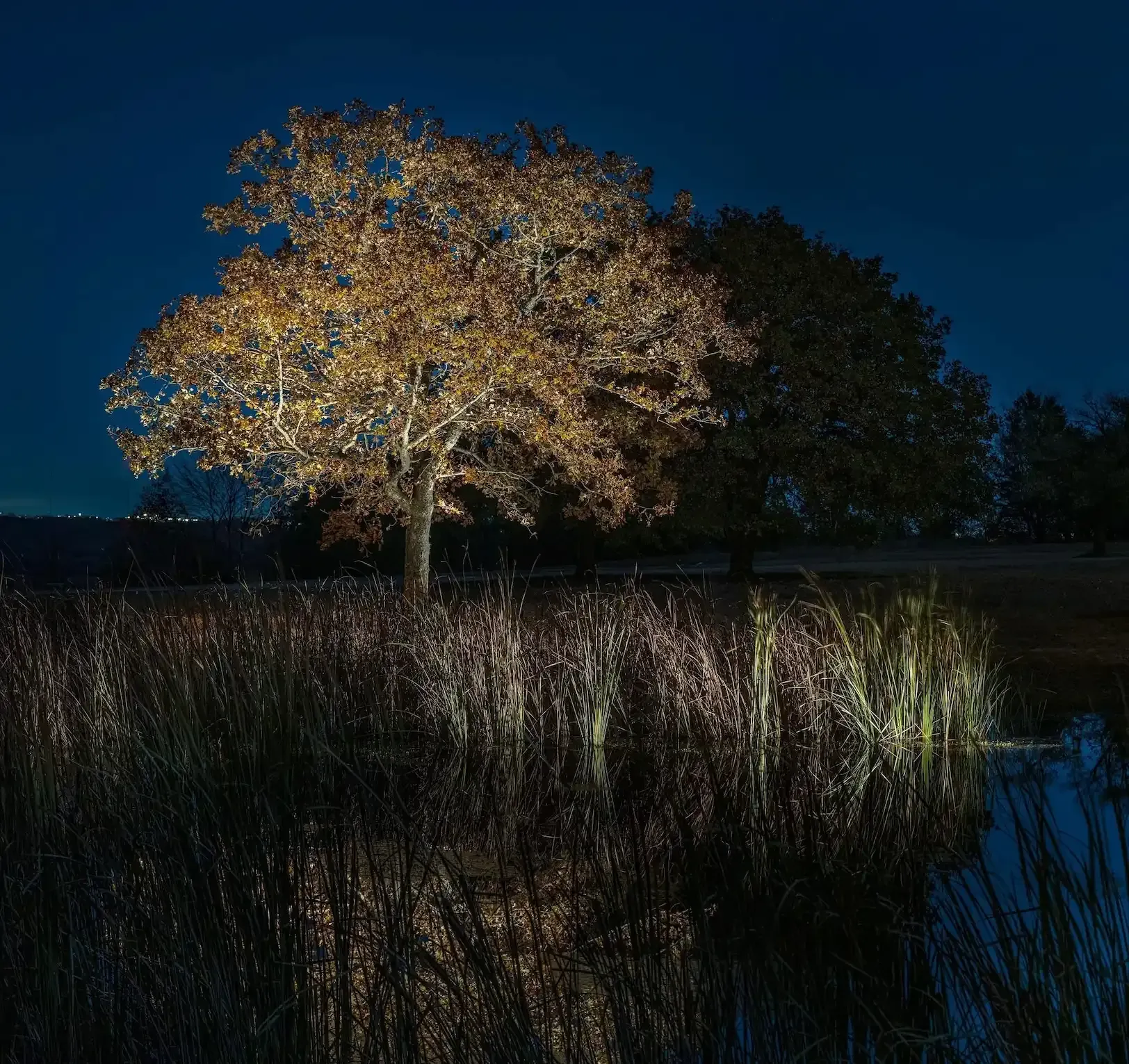 Lit-up tree with golden leaves reflected in a dark pond with reeds, against a dusky blue sky.