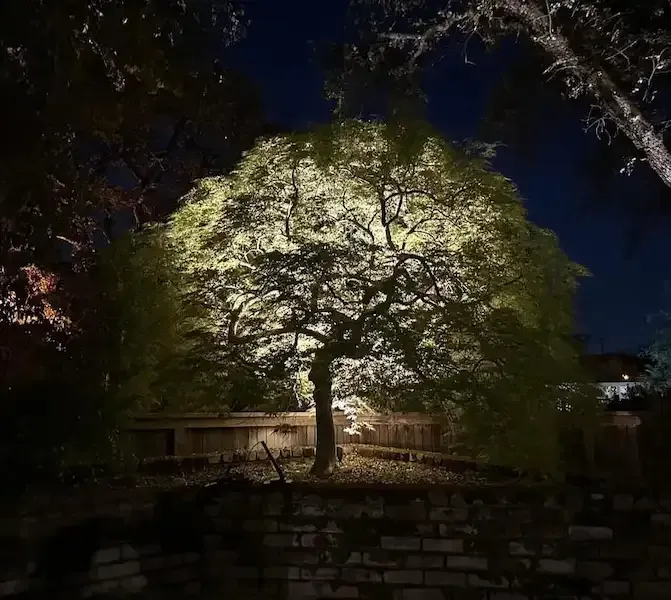 A tree illuminated by spotlights at night in a backyard.