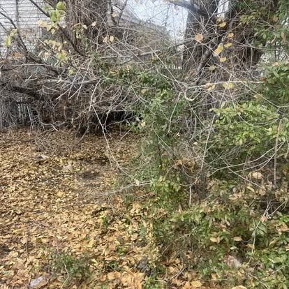 There are a lot of leaves on the ground and trees in the background.