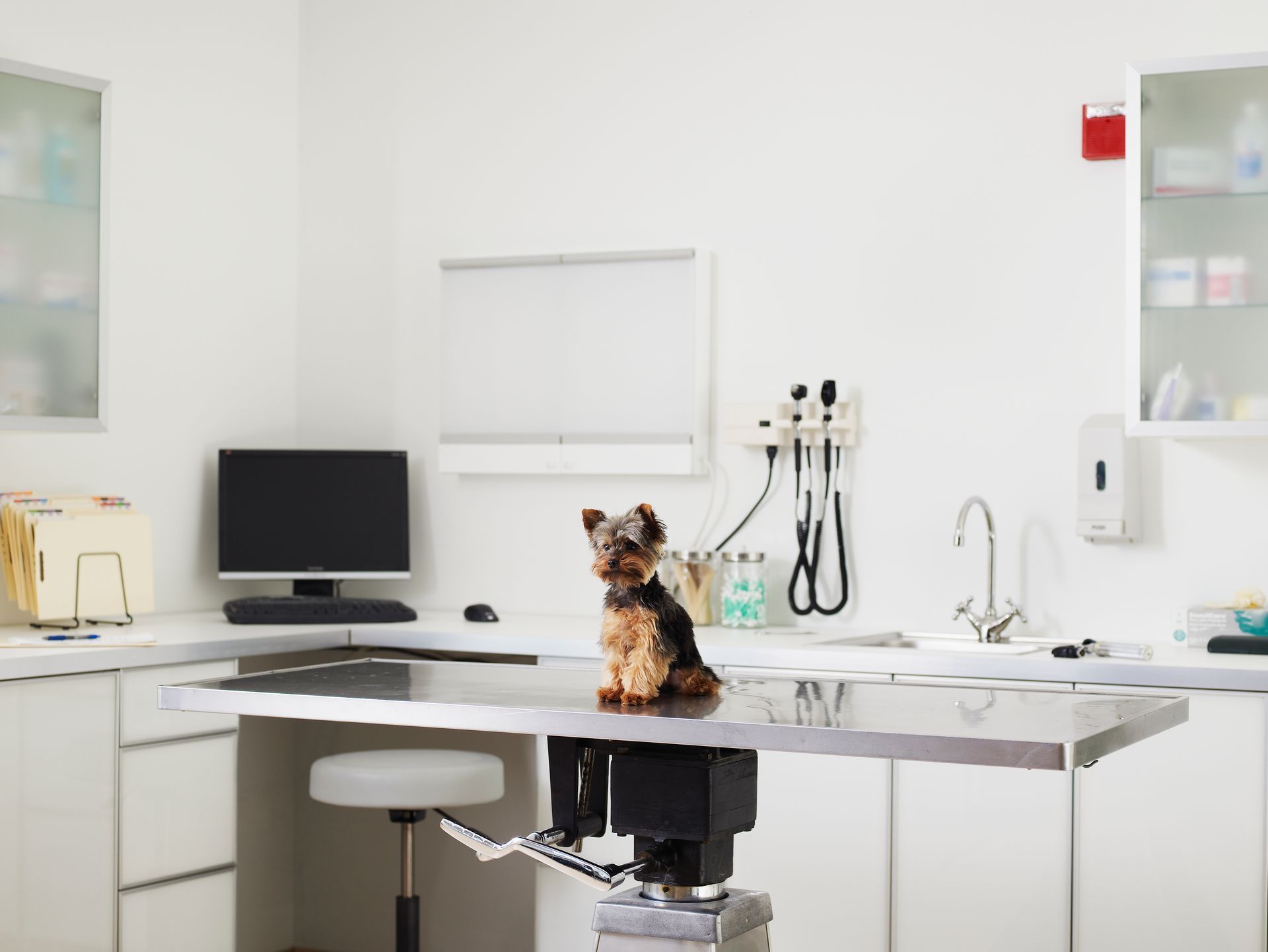 A small dog is sitting on a table in a veterinary office