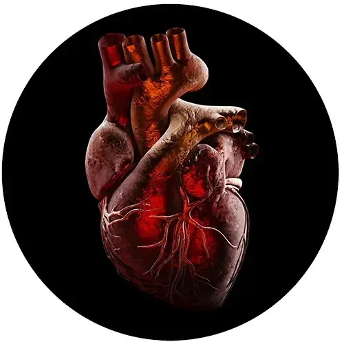 A photo-realistic image of heart, lit from behind, on a black background.