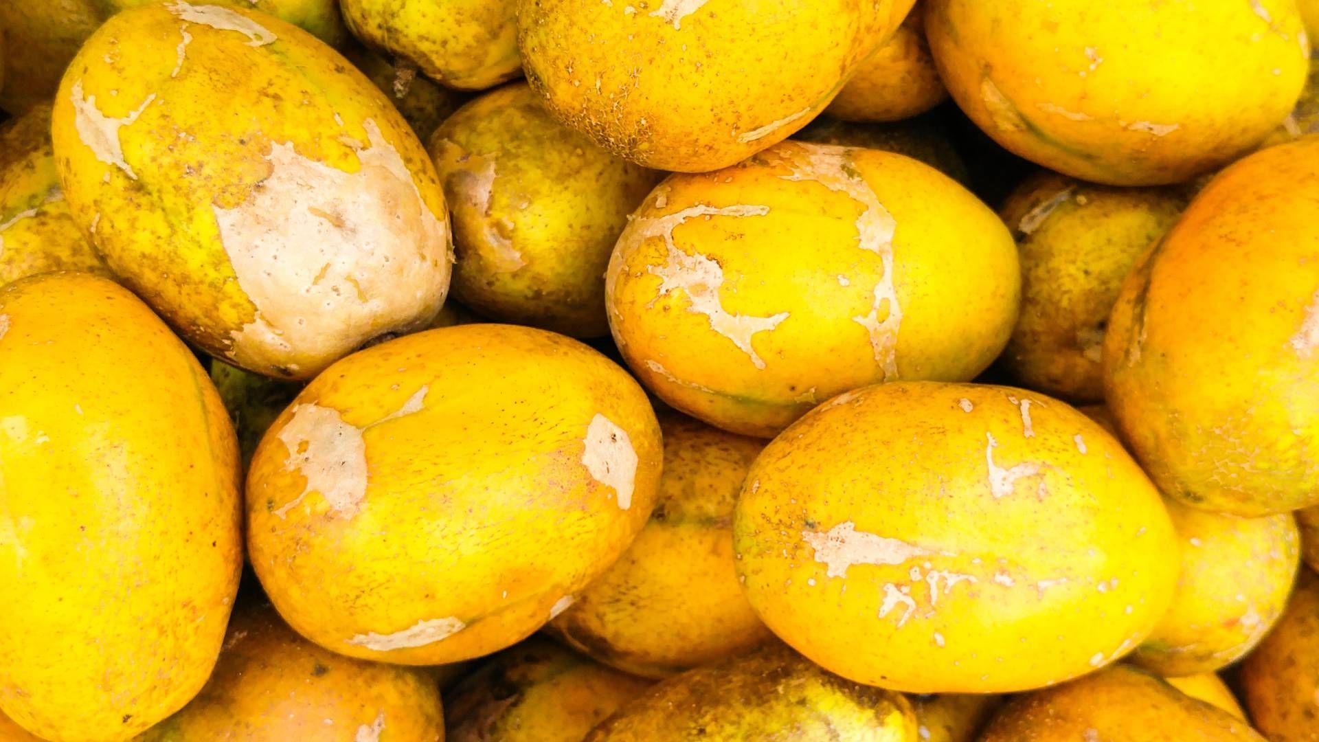 Duas frutas amarelas com folhas verdes em um fundo branco