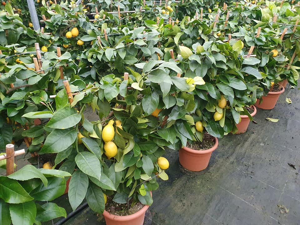 Meteo Atena Lucana Meteo Atena Lucana