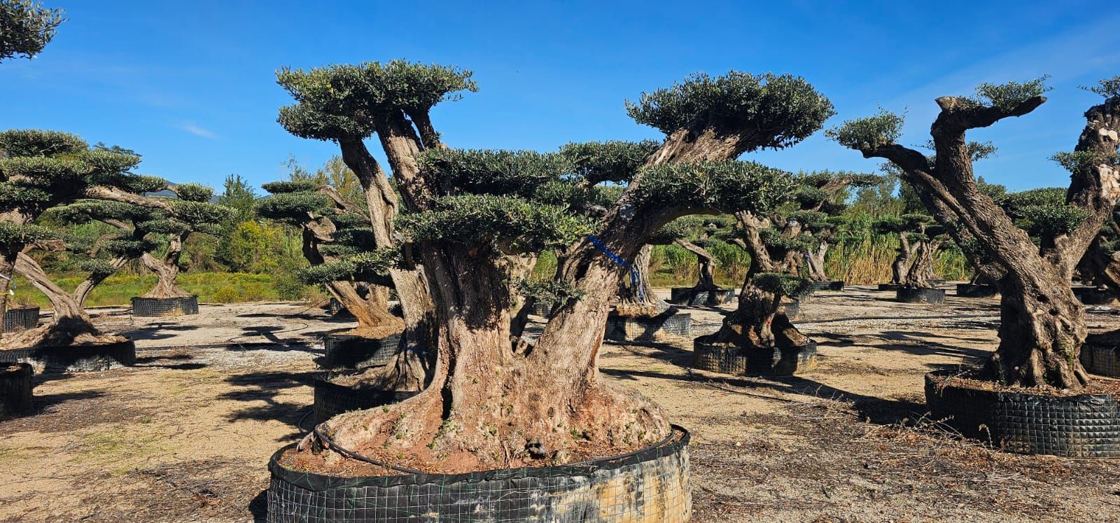 Una fila di baobab scolpiti in un paesaggio arido e soleggiato sotto un cielo azzurro e limpido.