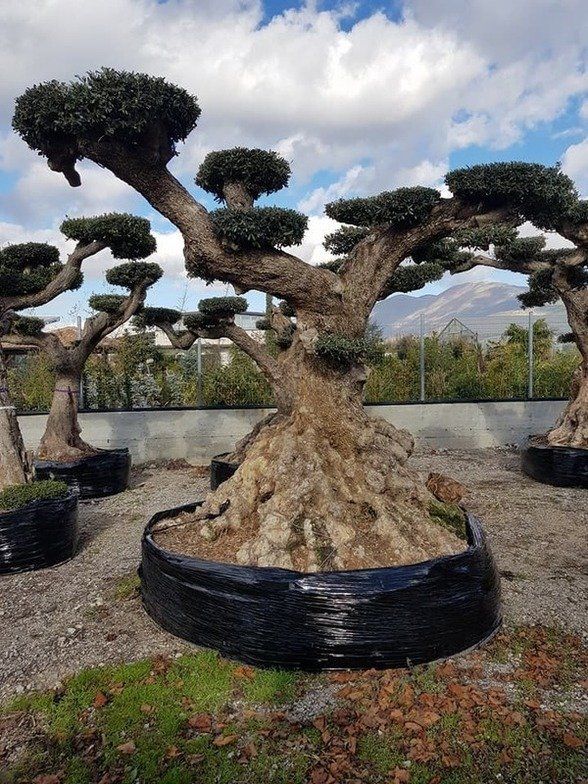 Bonsai Atena Lucana