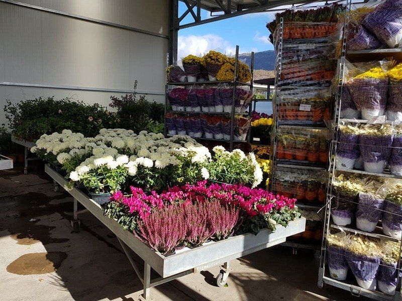 fiori