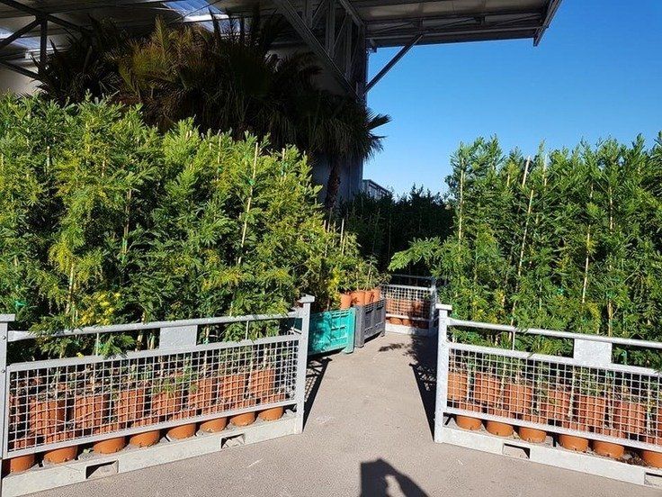 piante e alberi Atena Lucana