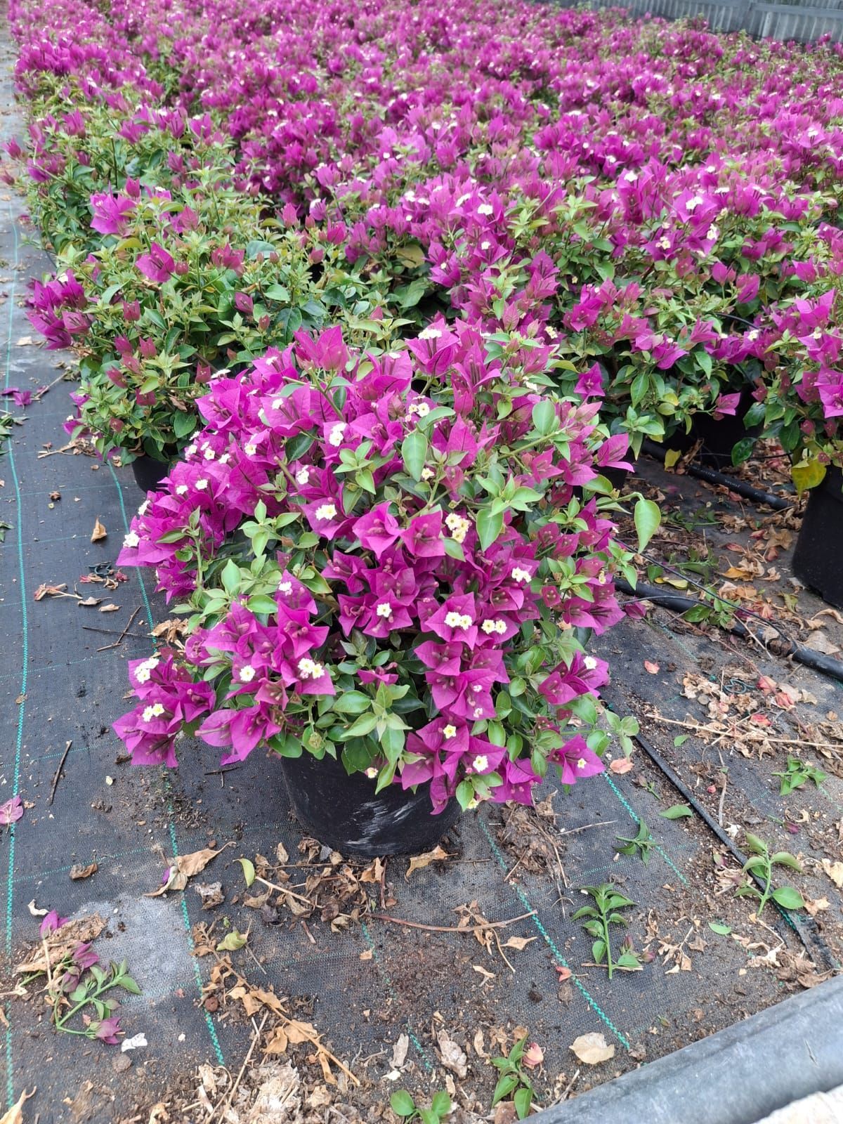 Arbusti fioriti color magenta