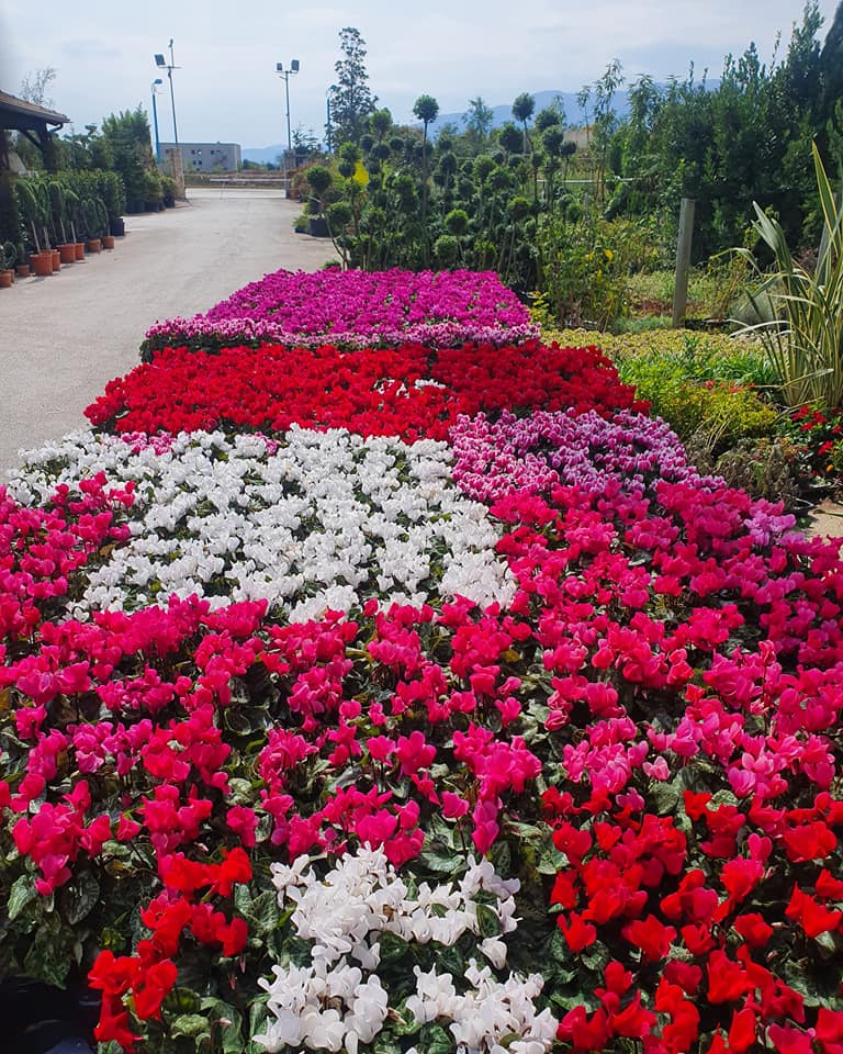 fiori Atena Lucana