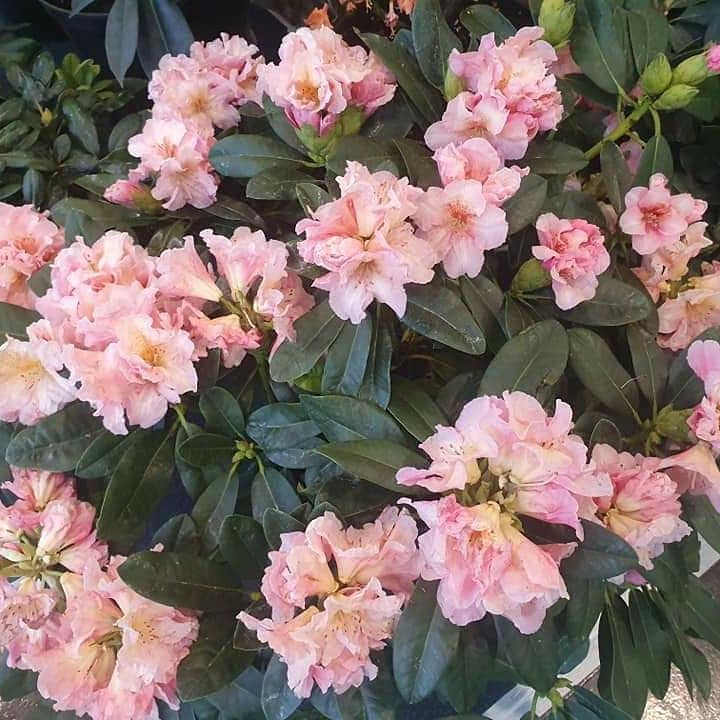 vivai bellomo, fiori 