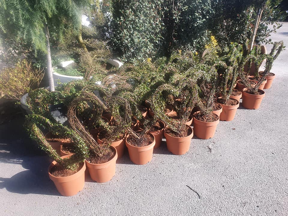 vivai bellomo, piante giardino
