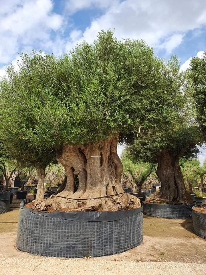 Alberi Atena Lucana