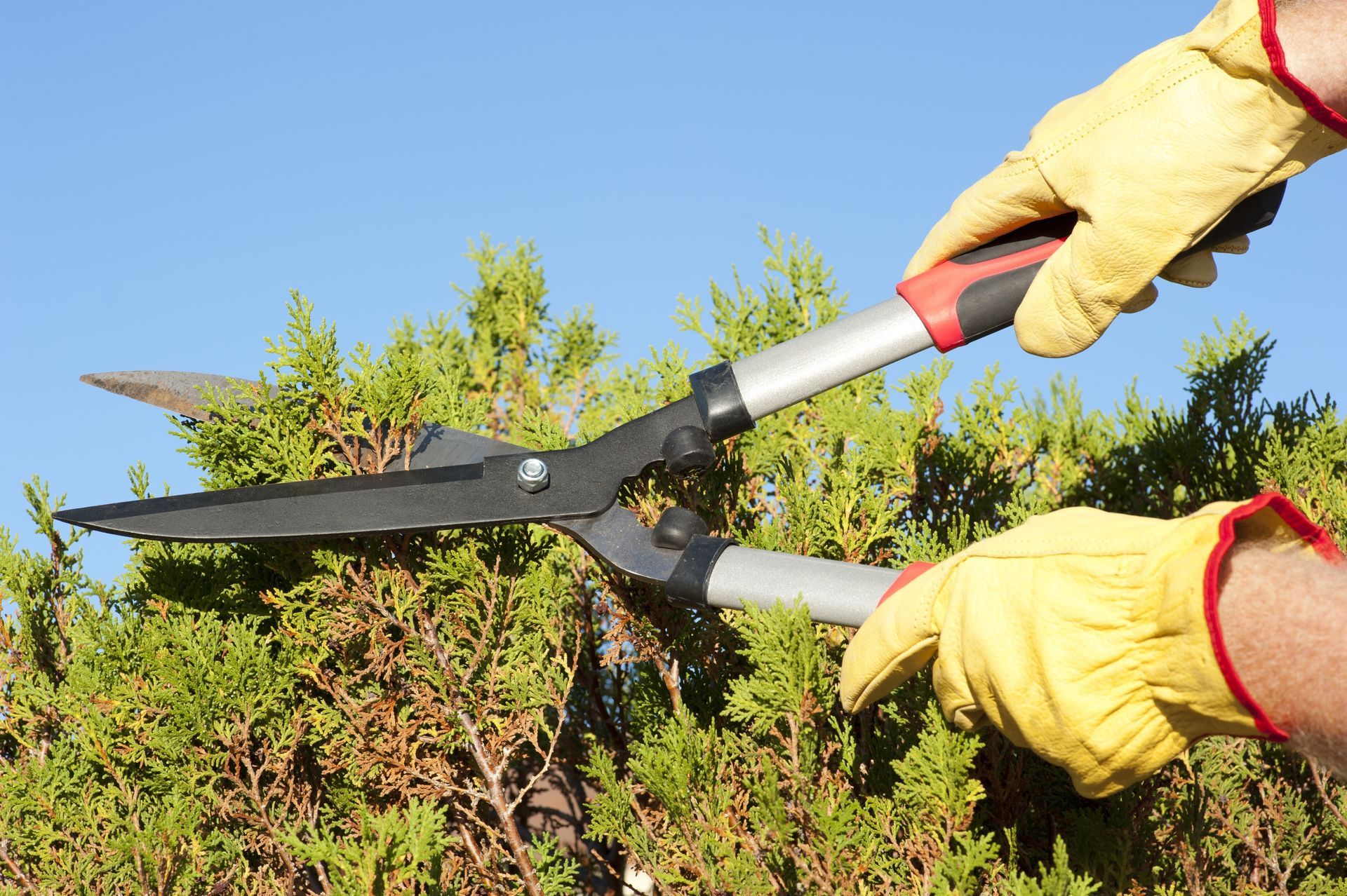 attrezzature per giardinaggio Atena Lucana