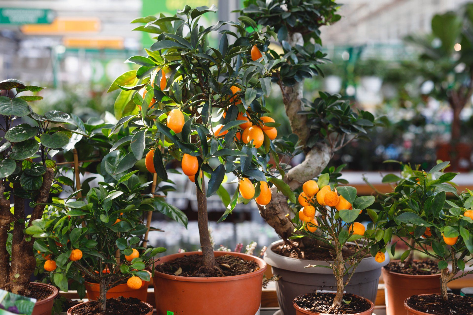 articoli giardinaggio