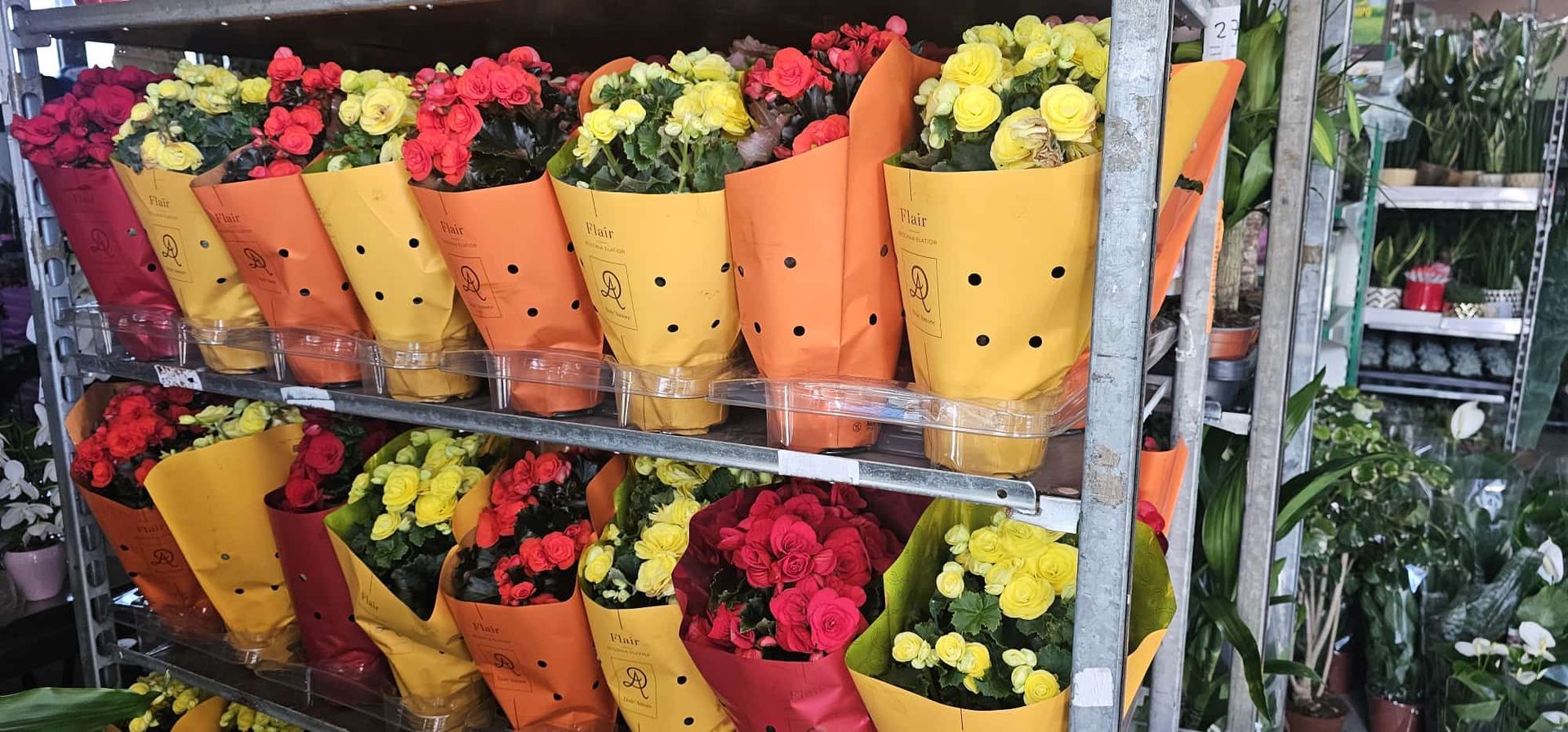 Vasi di fiori colorati disposti su scaffali di metallo