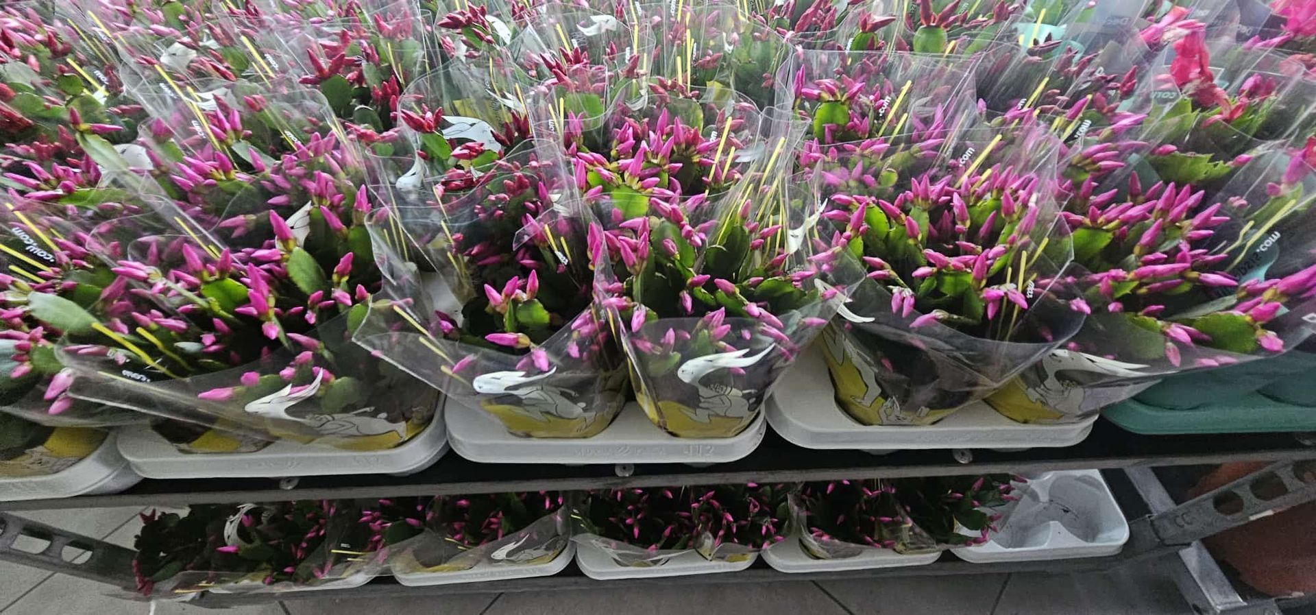 File di fiori viola in vaso sugli scaffali di un vivaio
