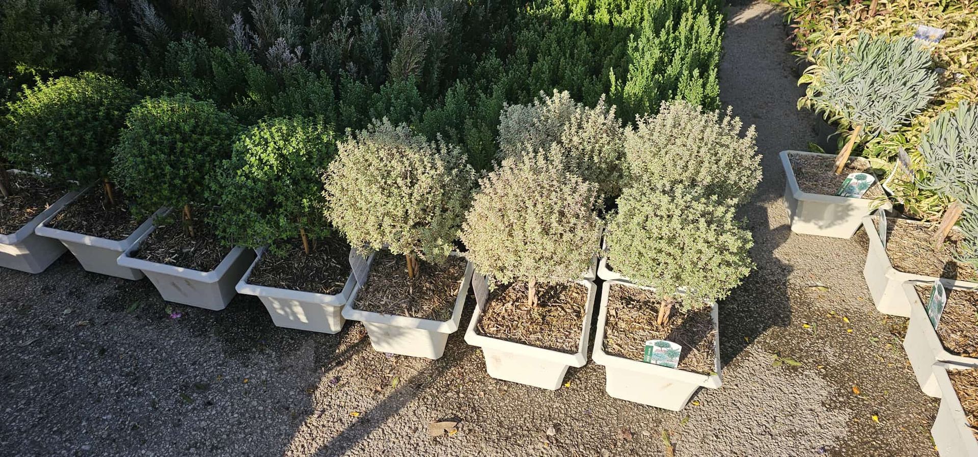 Arbusti in vaso e piccoli alberi.
