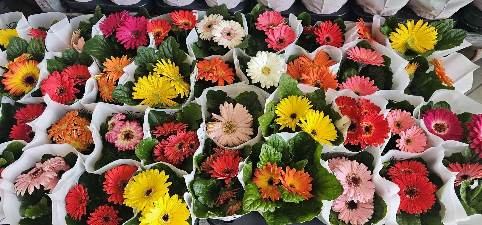 Assortimento di gerbere colorate disposte in file in un vivaio